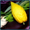 Sukkot & Simchat Torah
